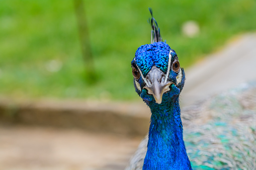 Bright head of Peacock with blue feathers on top.Soft focus of male blue peacock head with blurred background