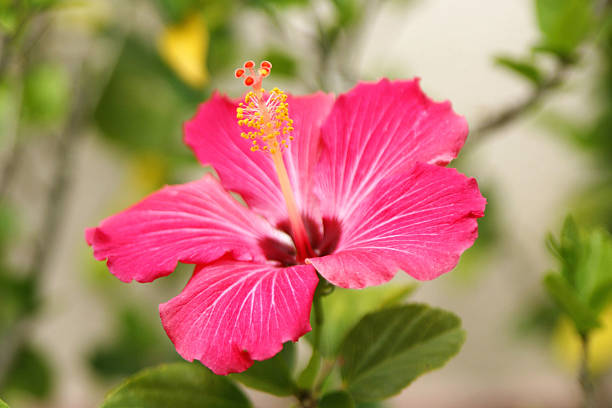 Bright Hibiscus Flower stock photo