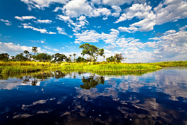 Bright landscape view of Okavango Delta, Botswana Viewed from a mokoro (dug-out canoe). botswana stock pictures, royalty-free photos & images