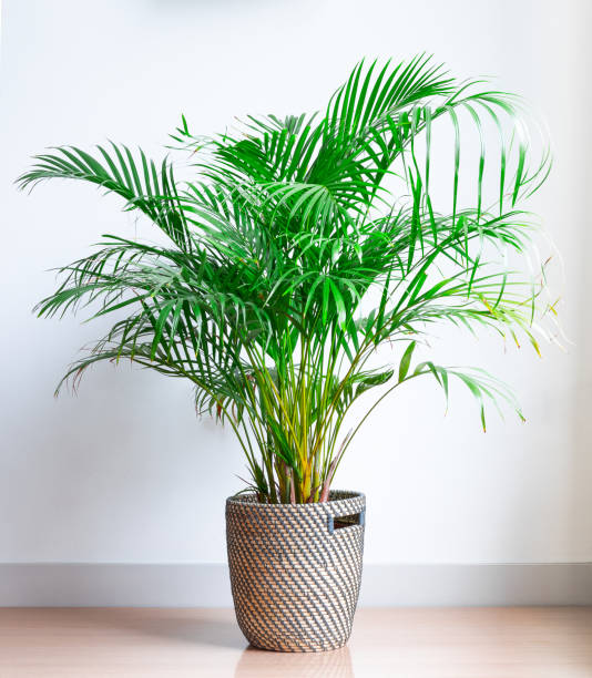 bright living room with houseplant on the floor in a wicker basket stock photo