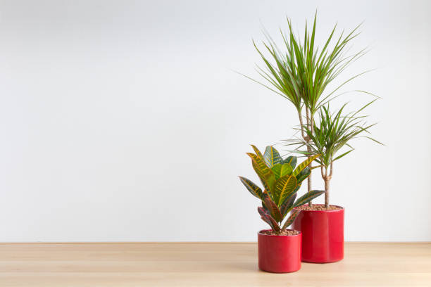 bright living room with two houseplants in red plant pots stock photo