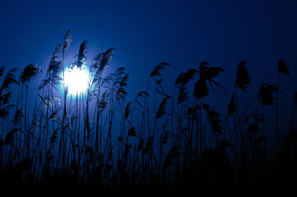 Photo of Bright moon in the night sky over the river. View of the moon through the reeds. Night landscape