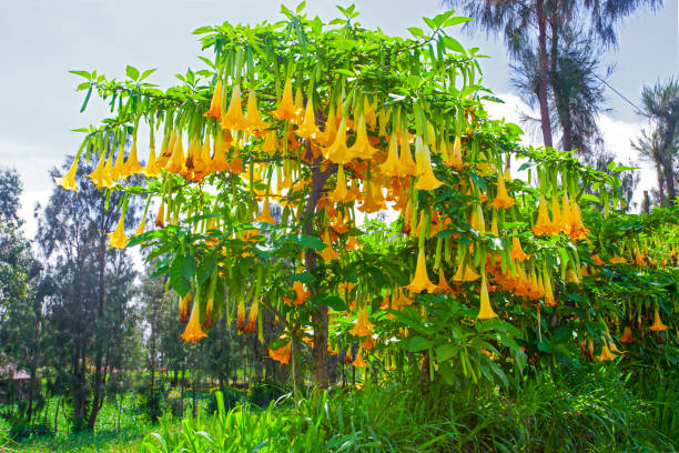 Bright orange Angels trumpet flower on the tree Bright orange Angels trumpet flower on the tree angel's trumpet flower stock pictures, royalty-free photos & images