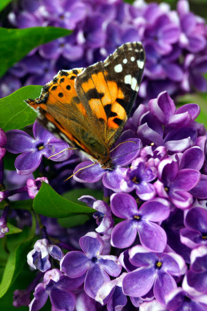ein leuchtend orangefarbener schmetterling sammelt pollen auf einem busch aus lila flieder. - flieder strauch stock-fotos und bilder