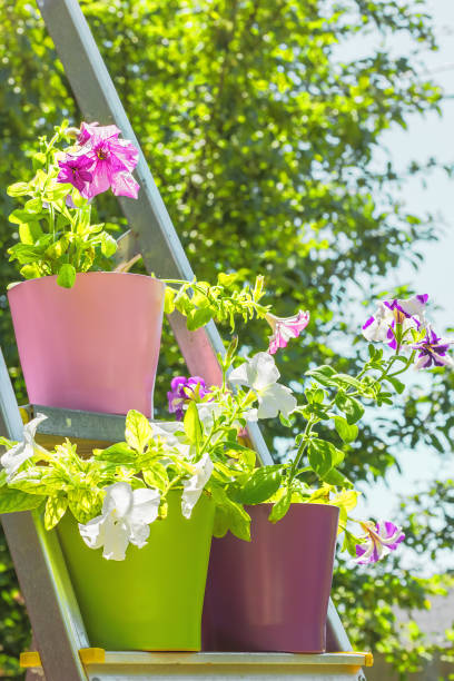 Bright petunias in multi-colored flower pots on the stepladder stock photo