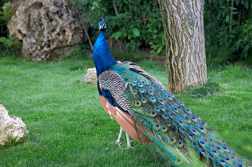 Bright photo of a peacock walking on the green grass