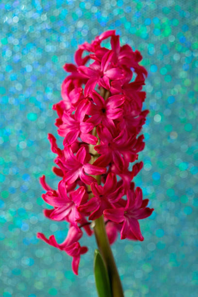 ljusrosa blommande hyacint på en ljus, glänsande turkos bakgrund med glitter. närmning av blomhuvud - red hyacinth bildbanksfoton och bilder