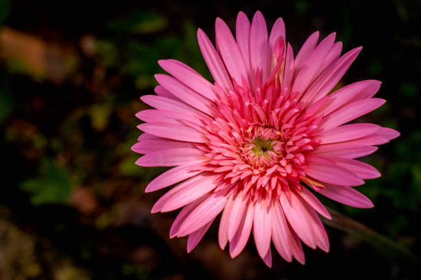 Bright pink gerbera daisy flower close-up picture stock photo