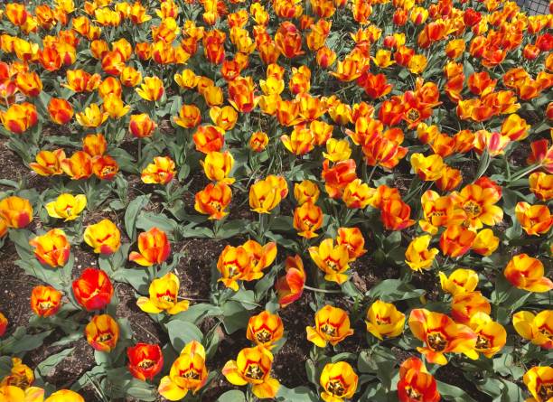 Bright red and yellow spring tulips filling the frame stock photo