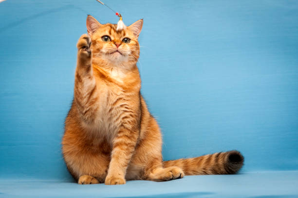 A bright red British cat plays with a toy stock photo