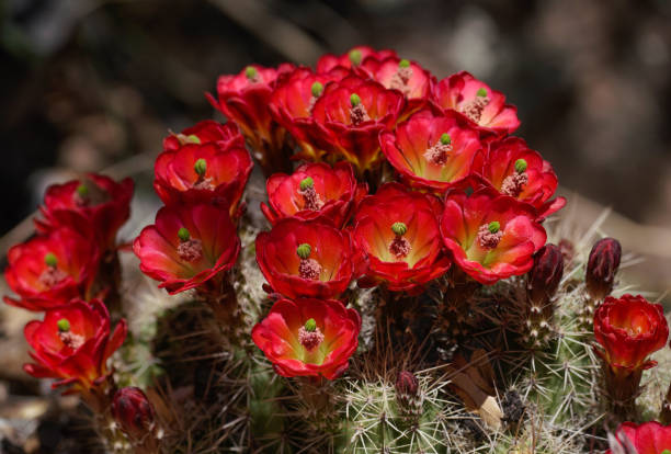 Bright Red Cactus Flowers stock photo