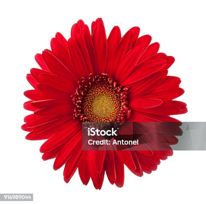 istock Bright red Gerbera flower isolated on white background. 916989044