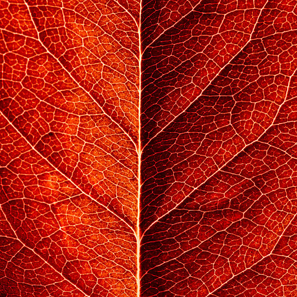 Bright red leaf close-up stock photo