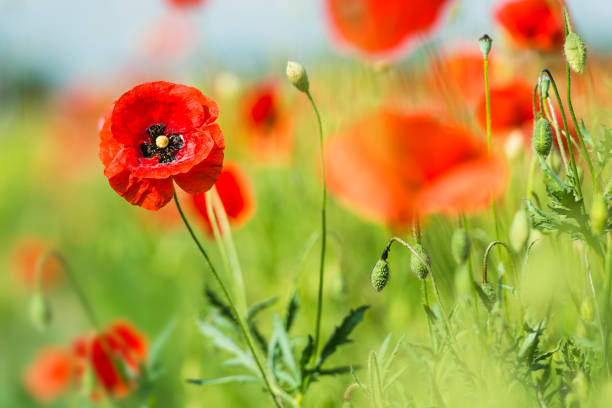 Bright red poppy flowers blossoms in sunshine on a field in Bavaria, Germany stock photo