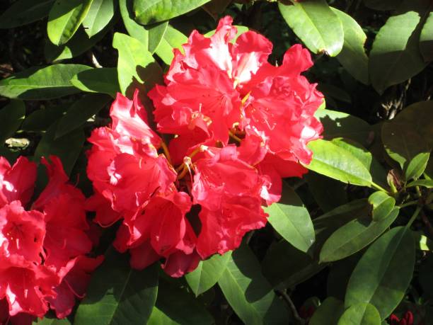 Bright Red Rhododendron stock photo