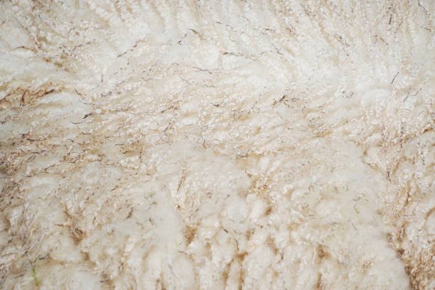 Bright sheep's wool in close-up. Soft fluffy background of an animal fur. stock photo