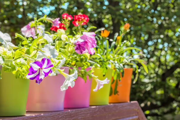 Bright summer flowers in colorful flowerpots backlit stock photo