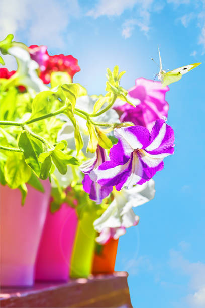 Bright summer flowers in colorful flowerpots backlit stock photo