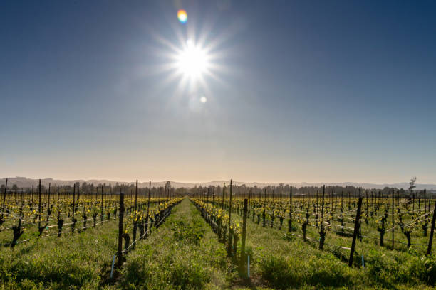 Bright sun over vineyard stock photo