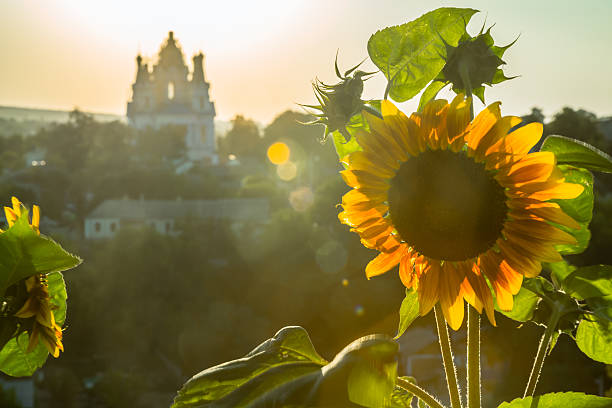 Bright Sunflowers in Ukraine stock photo