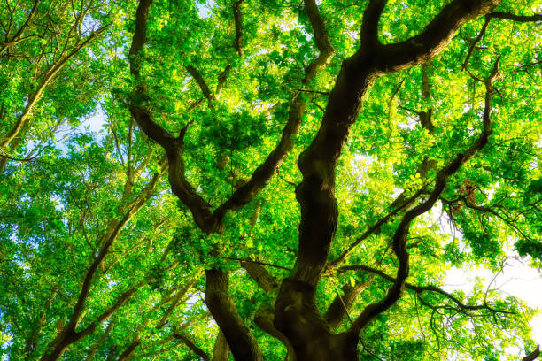 Bright Tree Canopy stock photo