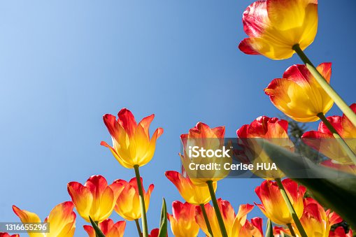 istock Bright yellow and red tulips on blue sky background. Colorful spring composition 1316655296