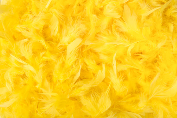 Bright yellow feathers in a full frame image as background for easter or softness stock photo