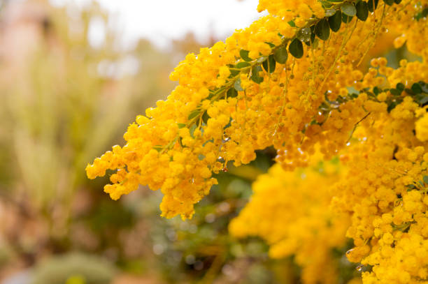 árbol de floración amarillo brillante durante una tormenta en san diego, california - has san hawkins fotografías e imágenes de stock