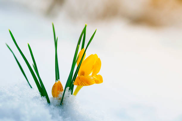 bright yellow snowdrop flowers crocuses make their way on a Sunny spring day from under cold white snow bright yellow snowdrop flowers crocuses make their way on a Sunny spring day from under cold white snow crocus stock pictures, royalty-free photos & images