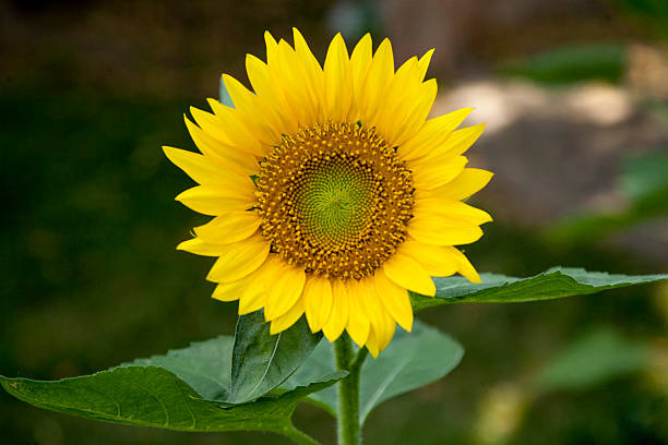 Bright yellow sunflower stock photo