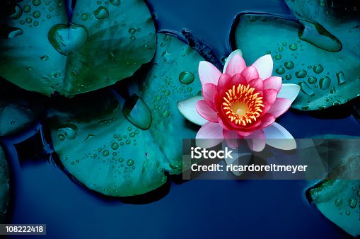 istock Brightly colored water lily floating on a stil pond 108222418