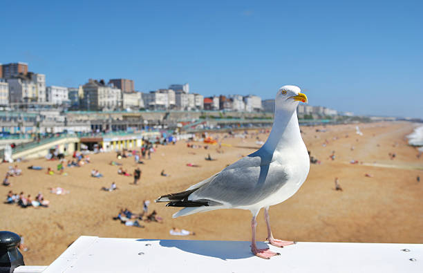 Brighton Seagull Seagull with Brighton beach in background. brighton stock pictures, royalty-free photos & images