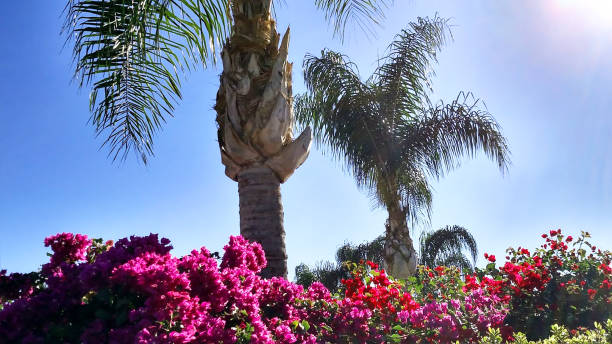 Brilliant bougainvillea flowers along fences in southern California and palm trees in Loma Linda California stock photo