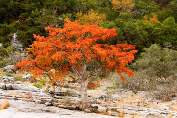 Brilliant orange - red tree growing on rocky terrain in front of green hill stock photo