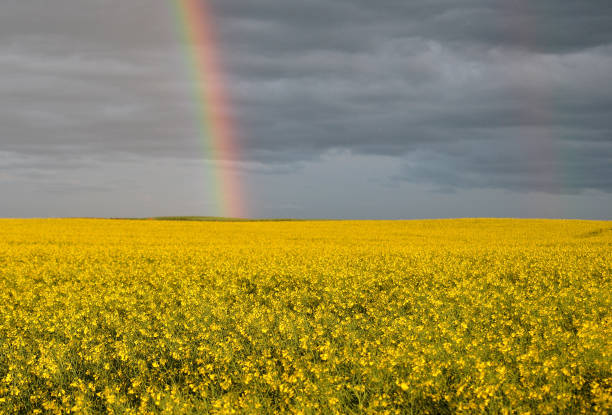 A Brilliant Rainbow Above a Golden Canola Field in Bloom stock photo