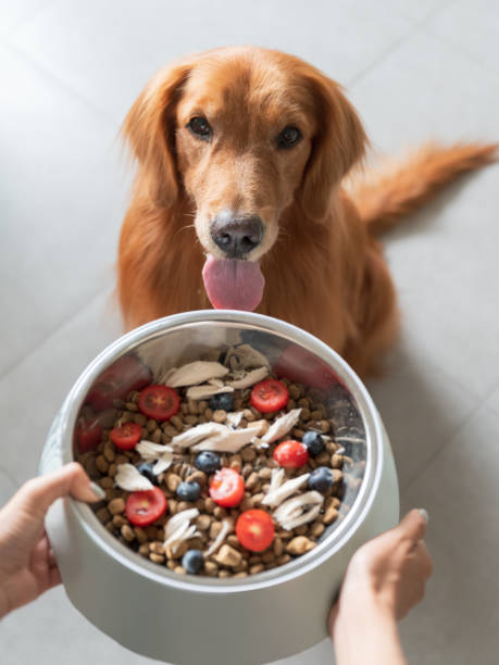 Bring a pot of dog food in both hands to the golden retriever stock photo