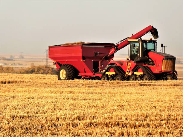 Bringing in the Harvested Grain Crop - Grain Field, Truck and Tractor - Canadian Industry stock photo