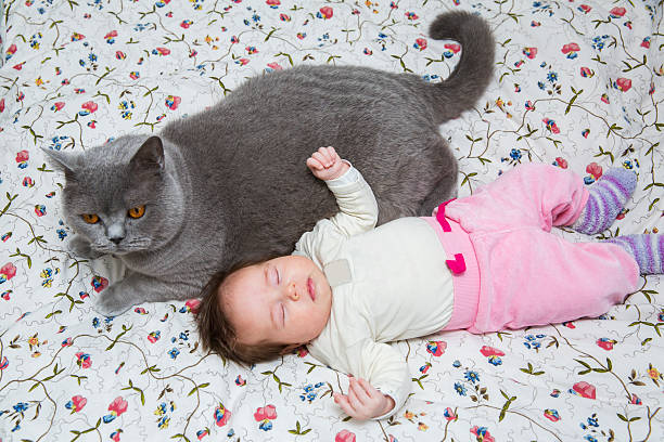 Brirish shorthair cat and cute newborn baby girl on bed stock photo