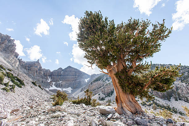 Bristlecone Landscape Landscape at Great Basin National Park, Nevada. Horizontal image shows a scenic view of Wheeler Peak. A large Bristlecone Pine tree in the foreground. A blue clouded sky above. great basin stock pictures, royalty-free photos & images