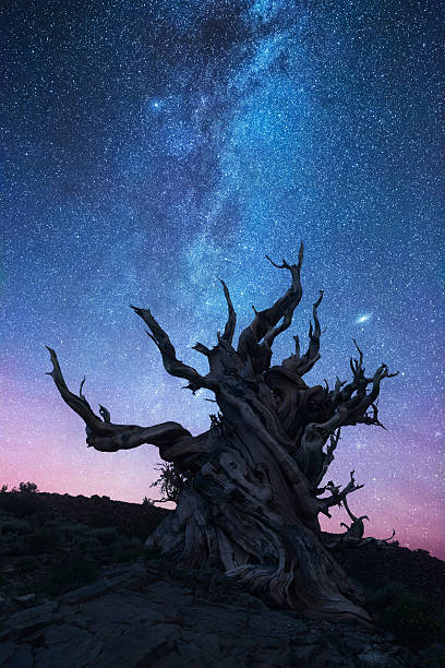 Bristlecone pine forest at night Bristlecone pine forest under the milky way great basin stock pictures, royalty-free photos & images