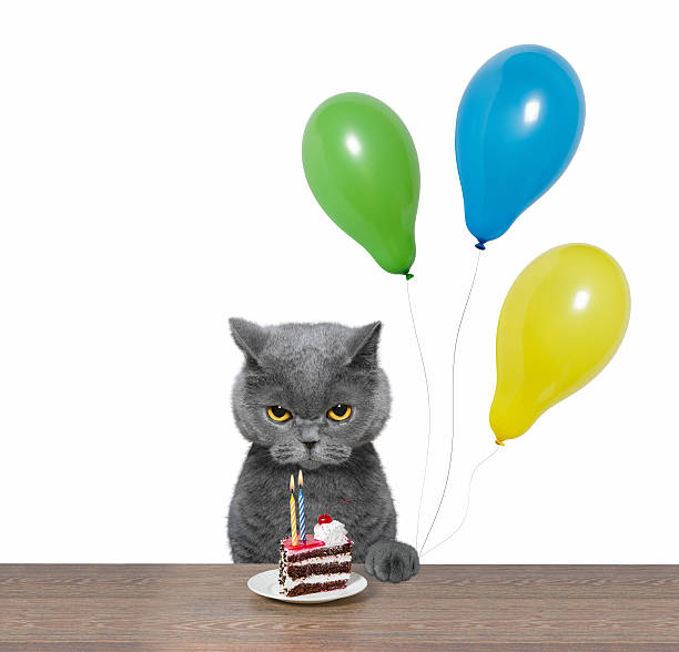 Happy Birthday Cat Pictures, Images and Stock Photos - iStock