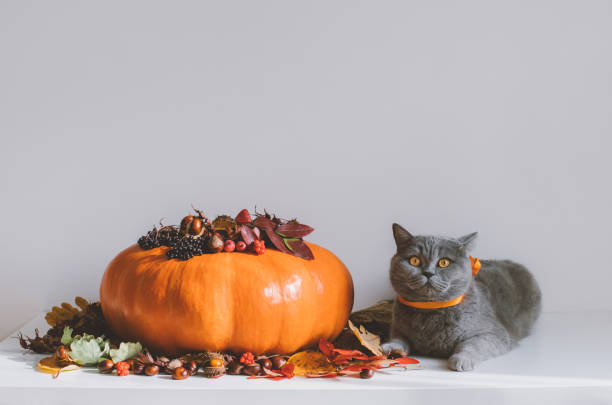 British cat with a pumpkin on a white background. Thanksgiving or autumn concept. Beautiful autumn decoration with a pumpkin, dry leaves, berries and a cute cat. Copy space. stock photo