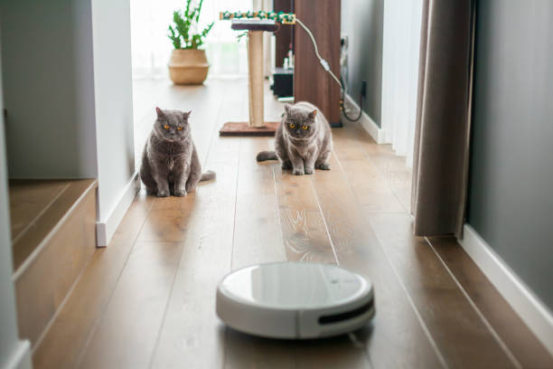 brittiska katter tittar på arbetet med robotdammsugaren - smart home bildbanksfoton och bilder