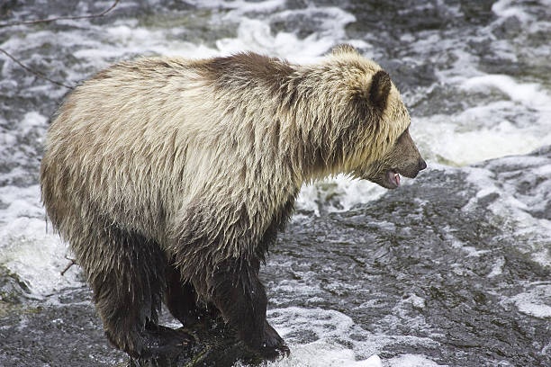 British Columbia Grizzly stock photo