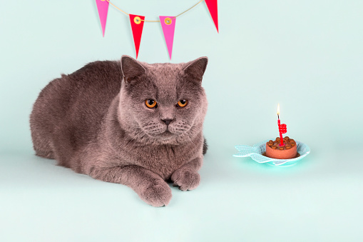 British Gray Cat Blows Out Candle On Cake On Light Blue Background ...