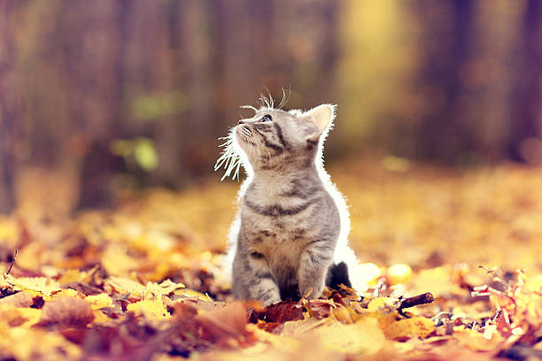 British kitten in autumn park, fallen leaves stock photo