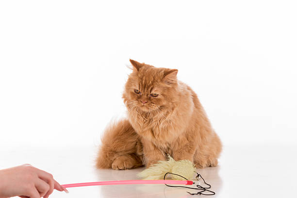 British Longhair Cat Lying on the white desk with toys. stock photo