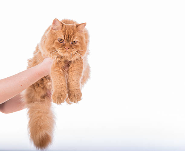 British Longhair Cat Lying on the white desk. Woman Hands stock photo