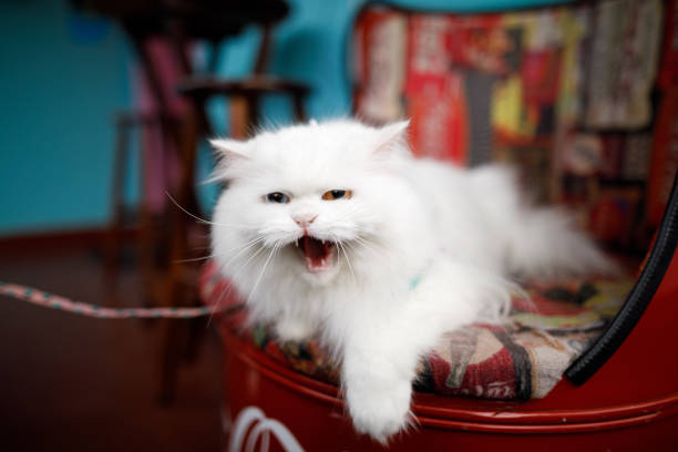 British longhair cat meowing while layed down stock photo