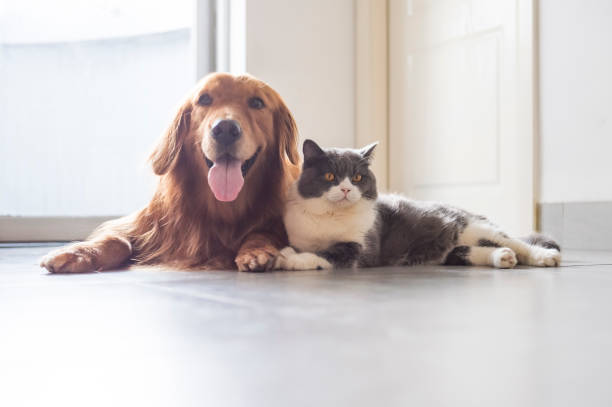 shorthair britannico e golden retriever amichevoli - dog and cat foto e immagini stock